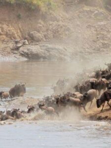 cropped-migration_masaimarasafari_wildebeests-600x400-1.jpg