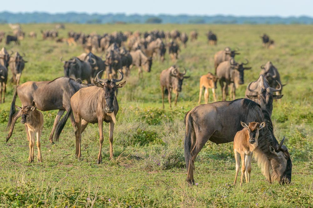 Wildebeest Migration Tanzania.