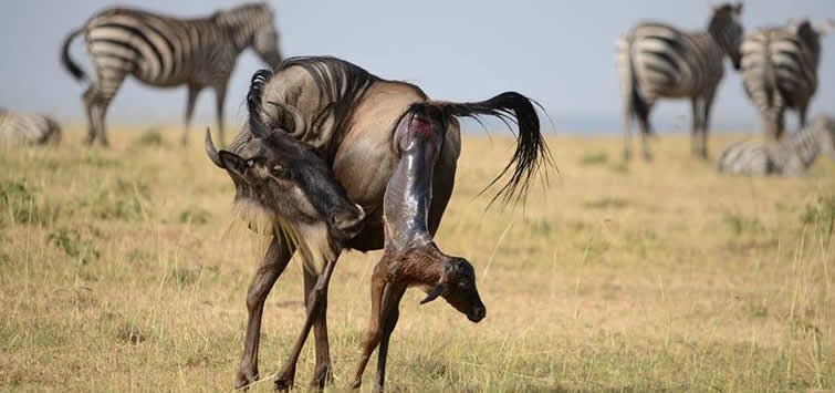 wildbeest-calving