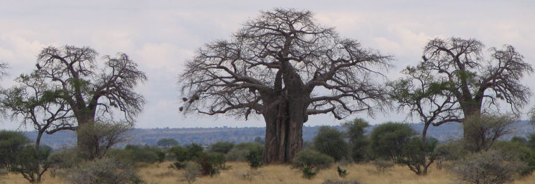 tarangire-national-park-baobabs-trees