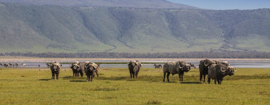 Buffalo Ngorongoro crater