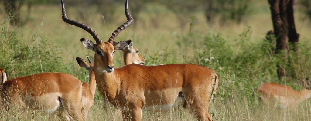 Impala_in_Serengeti,_Tanzania
