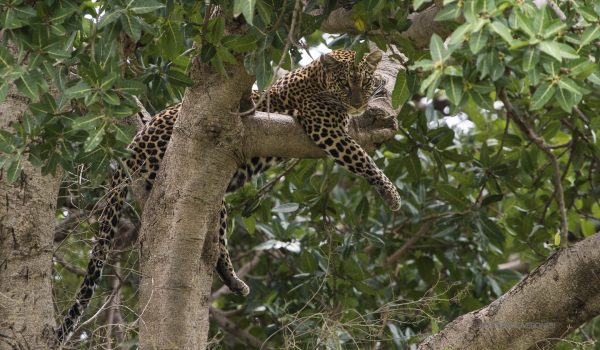 Serengeti_Tanzania-kopjes_Photo_Safari_3