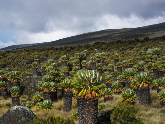 Vegetation-Mt-Kilimanjaro.jpg