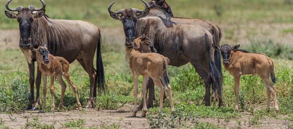 Wildebeests-Migration-Calving-Safari-Tanzania-1024x616