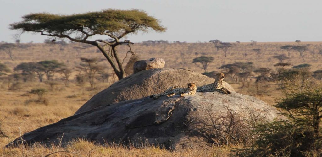 cheetahs-koptje-serengeti-namiri-plains-mr__1920x864