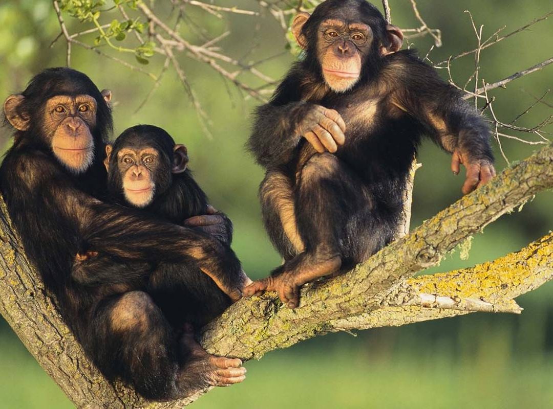 chimps of Bwindi National Park