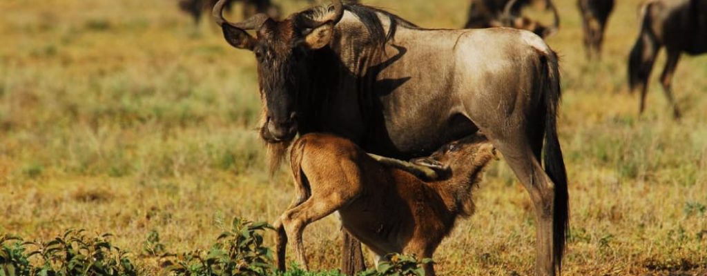 legendary-serengeti-camp-wildebeest-calving-season-serengeti