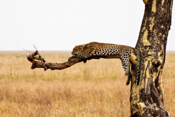 leopard-serengeti-national-park-tanzania_184674-27