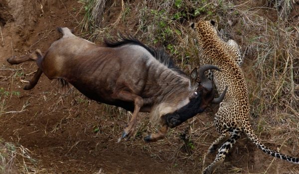 serengeti_wildebeest_migration_pattern_cheetah